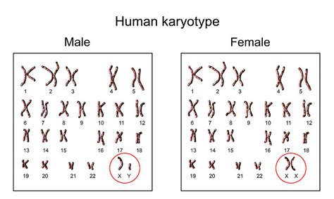 Human Chromosomes Photograph By Kateryna Konscience Photo Library Pixels