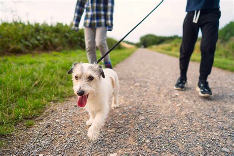 New Law Proposed In Germany For Mandatory Twice Daily Dog Walks