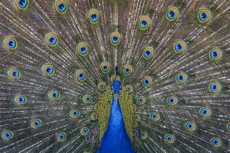 These 15 Photographs Of Peacocks Will Make You Smile Peacock Pictures