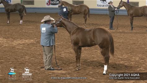 2021 Aqha Weanling Colts Youtube