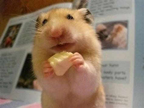 15 Delighted Hamsters With Images Funny Hamsters Hamster Small Pets
