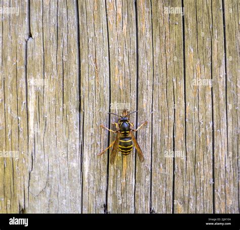 Close Up Of A Wasp Eating Wood From A Garden Table Polistes Gallicus