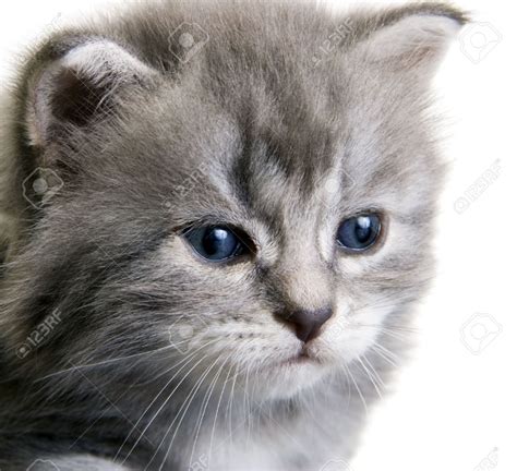 État nouveau tweet partager google+ pinterest envoyer à un ami *: Portrait d'un chaton gris avec yeux bleu foncé sur fond ...