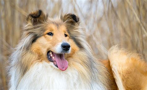 Lassie Perro Fiel Una Breve Historia De Este Famoso Perro
