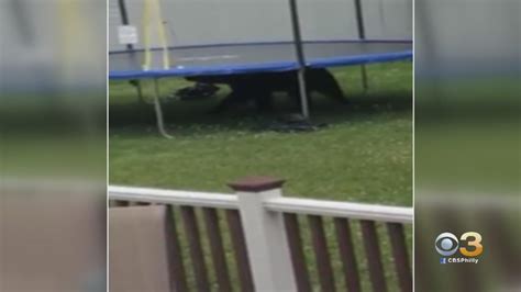 Elusive South Jersey Black Bear Spotted Hiding Under Trampoline