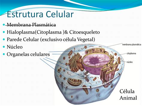 Estrutura Da Celula