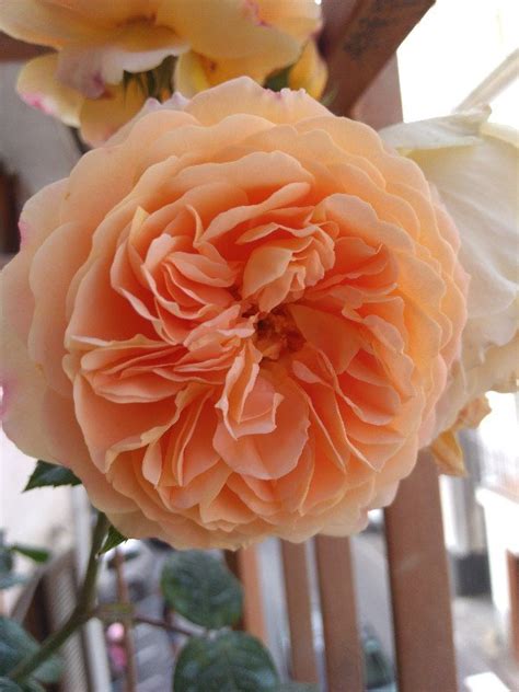 Fiori simili alle rose ma senza spine. Le mie rose! :) | Pagina 45 | Forum di Giardinaggio.it