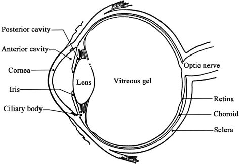 Schematic Representation Of The Human Eye Showing Its Main Components