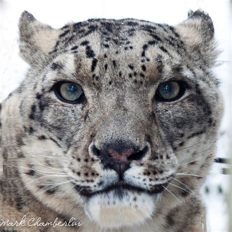 Snow Leopard Headshot Mark Chamberlin Smarterpics Flickr