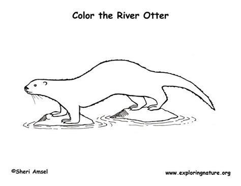 Letter o preschool ostrich craft. Otter (River) Coloring Page