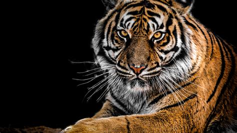 2560x1440 Tiger Closeup 1440p Resolution Hd 4k Wallpapers Images