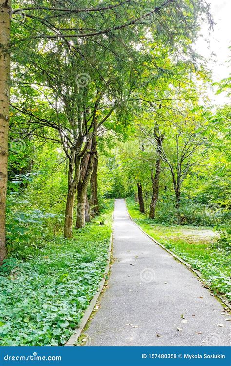 Beautiful Green Forest In Summer Countryside Road Path Way Lane