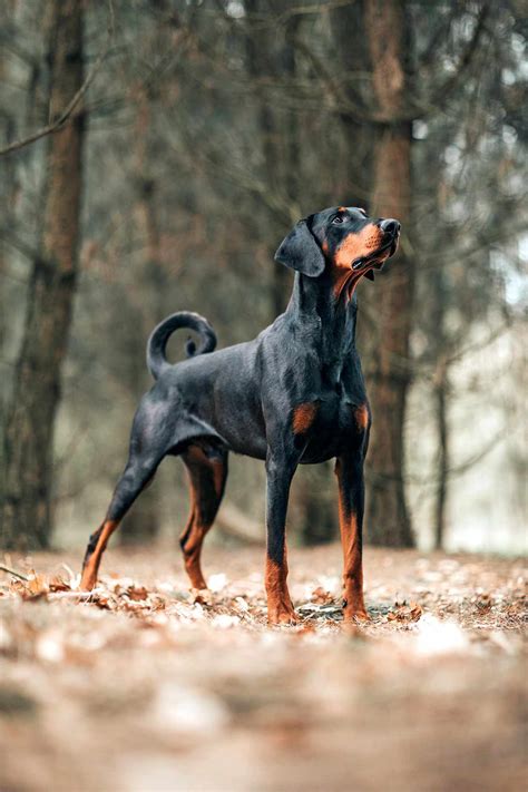 Are Doberman Pinschers Born With Tails