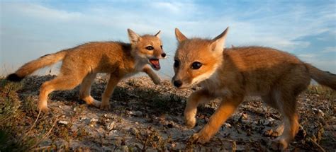 Moving Slowly To Capture The Swift Fox Swift Fox Fox Canine