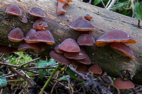 Guide To Identifying Tree Fungus And The 3 Most Common Types Plantsnap