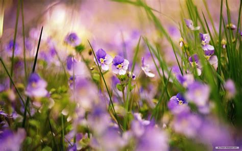 45 Free Wildflower Wallpaper Wallpapersafari