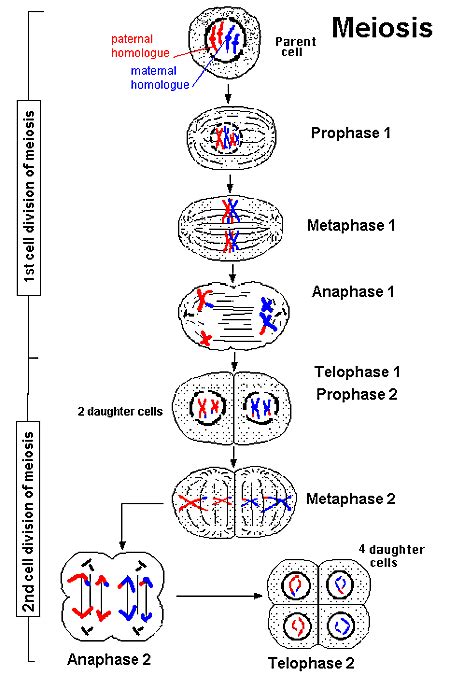 Reproduccion Celular Biology Notes Meiosis Biology Classroom