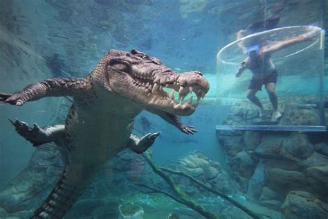 Tripadvisor Cage Of Death In Darwins Crocosaurus Cove Aangeboden