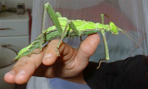 Meet The Jungle Nymph The Heaviest Stick Insect In The World That Lays Dinosaur Eggs