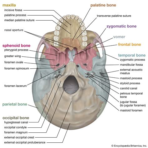 Skull Anatomy Foramina And Cranial Nerves Diagram Quizlet Ph