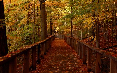 Download Wallpaper 1920x1200 Bridge Forest Leaves Autumn Landscape