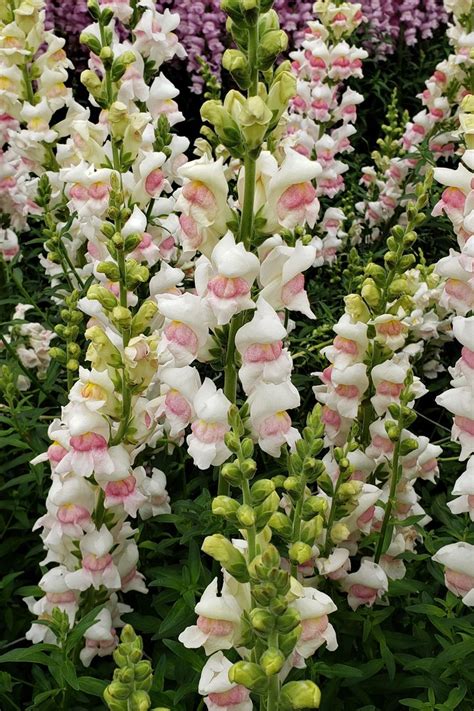 We did not find results for: White/Pink Snapdragons | Florabundance Wholesale Flowers