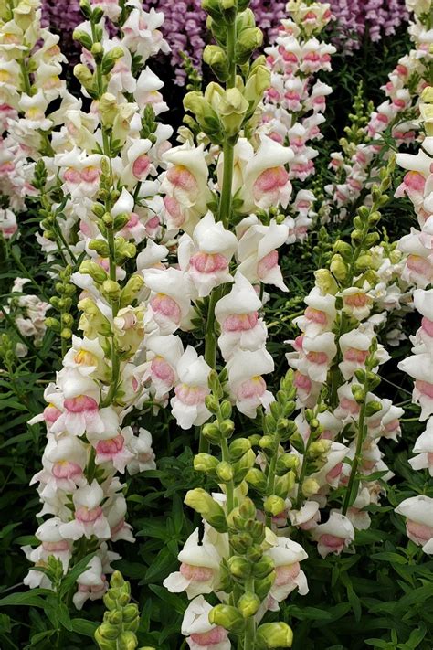 Our arrangements are artfully designed with fresh flowers and hand delivered right to your door. White/Pink Snapdragons | Florabundance Wholesale Flowers