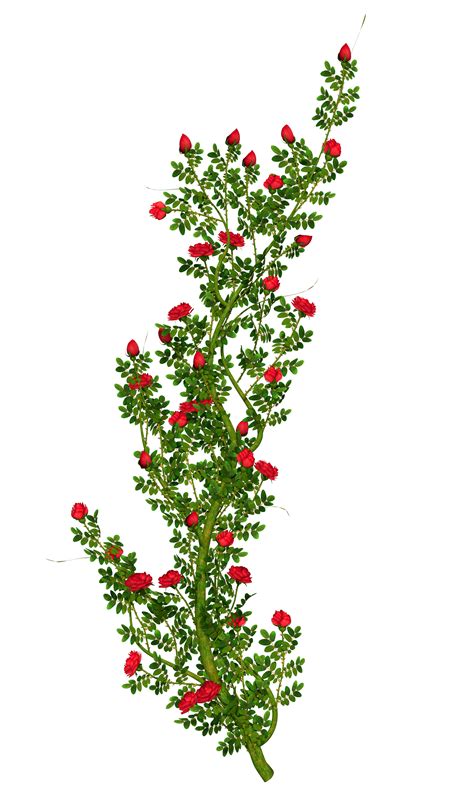 Rose Bush Clipart 20 Free Cliparts Download Images On Clipground 2023