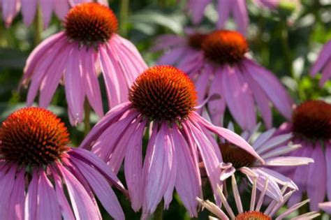 Many fall flowers last until the first frost or even later, providing ample opportunities for your fluttering friends to feed. Butterfly Attracting Plants | List of Flowers that Attract ...