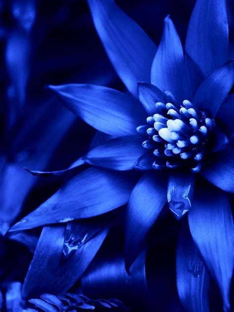 Free Download Blue Flowers Available In October 31 Hd Wallpaper