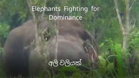 අලි වලියක් Elephants Fighting For Dominance ඇත්පොරයට අපි ඇහැයවමූ