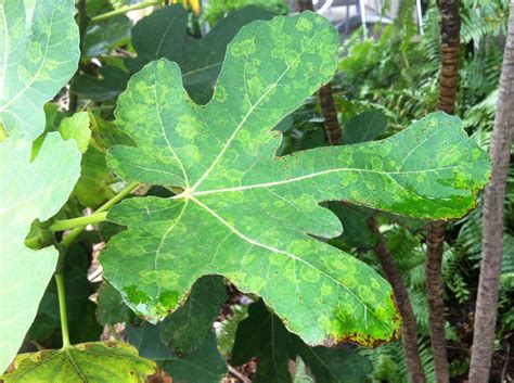 It is common in fig growing regions, including russia, and can affect an average of up. Fig | Diseases and Pests, Description, Uses, Propagation