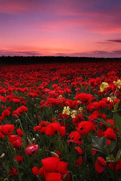 Earth Pics Earthlmages On Twitter Beautiful Nature Poppy Field