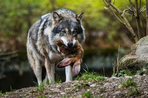 ¿cómo Cazan Los Lobos Características Y Estrategias