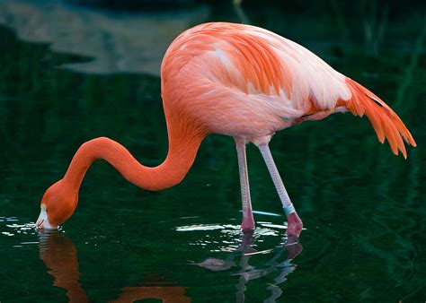 2626 x 1876 jpeg 1758 кб. Flamingo - Spirit Animal Totems