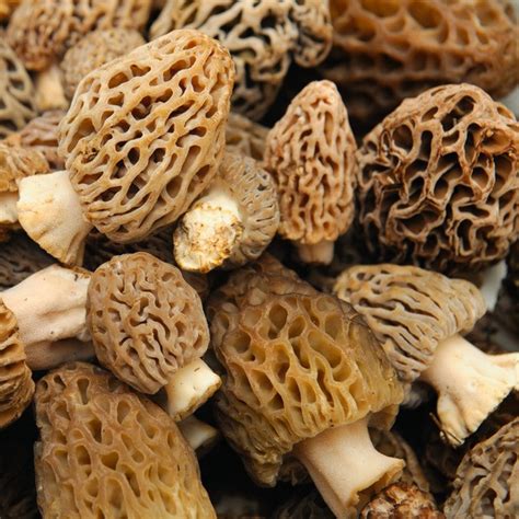 30 Of The Best Ideas For Price Of Morel Mushrooms Best Recipes Ideas
