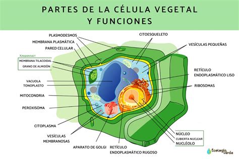 Top 121 Imagenes De La Celula Vegetal Y Sus Partes Elblogdejoseluis