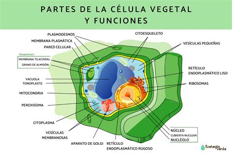 Célula Vegetal Qué Es Partes Características Y Funciones ¡resumen