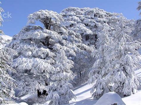 Cedars Trees Of Lebanon Snow Storm Stock Photo Download Image Now
