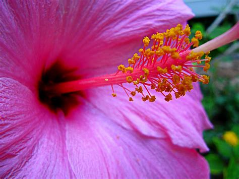 Hibiscus Close Up Hawaii Pictures