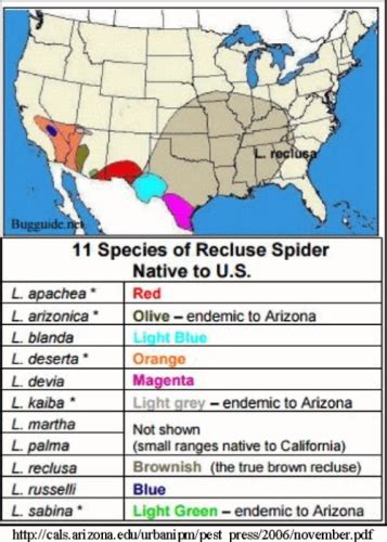 The Arizona Brown Spider A Reclusive Beastie Arizona Daily Independent