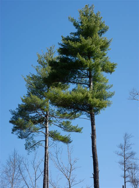 Pinus Strobus Tree