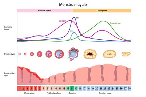 how do hormones control the menstrual cycle phases levels