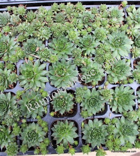 Sempervivum Kalinda 50 Plants Cactus Succulents Product Usa Zone 5 8