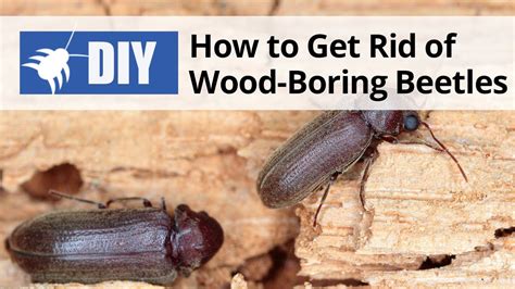 How To Get Rid Of Wood Boring Beetles Youtube