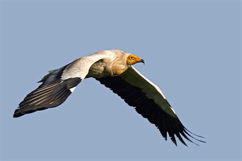 Egyptian Vulture Neophron Percnopterus