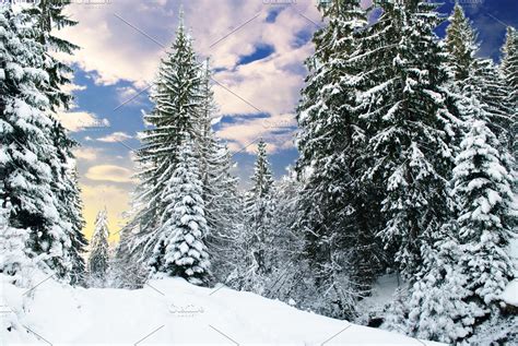 Winter Fir Tree Forest High Quality Nature Stock Photos ~ Creative Market