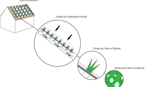 A cactus collects water on its barbed tips before guiding droplets down conical spines to the base of the plant. Dewpoint fog catcher collects water molecules like cacti ...