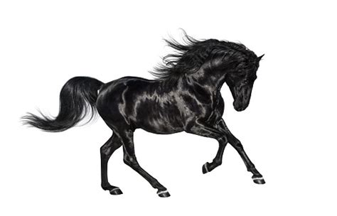 Galloping Black Andalusian Stallion Isolated On White Background Stock
