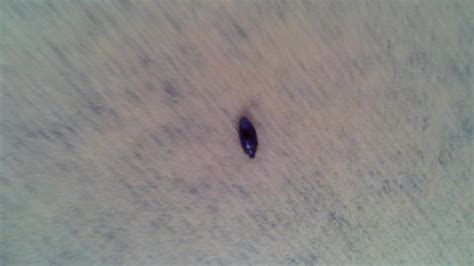 Not only are your search results ranked by frequency of everyday usage so you get accurate results, but it includes mandarin pronunciation guides with audio, cantonese pronunciations. 家里出现黑色虫子不知道何物？_百度知道